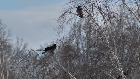 gray crow sits on top of a birch branch