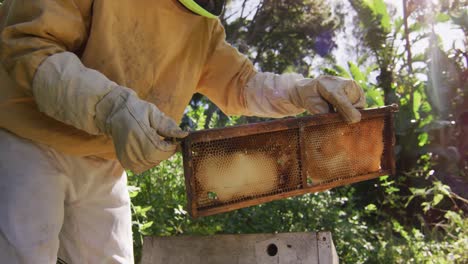 caucasian male beekeeper in protective clothing inspecting honeycomb frame from a beehive