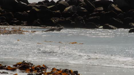 Couple-of-wild-seals-enjoy-crashing-waves-on-sunny-day,-static-view