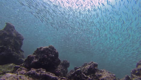 a huge school of anchoves swim in a giant bait ball in this underwater shot at the galapagos islands