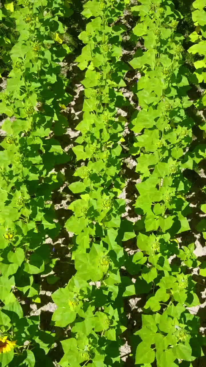 Beautiful Sunflower Field. Beautiful landscape with sunflower field over cloudy blue sky and bright sun lights Vertical video
