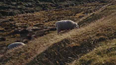 sheep grazing on a hillside