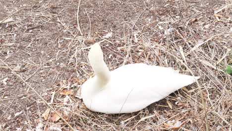 swan sitting on the ground near yamanaka lake, japan