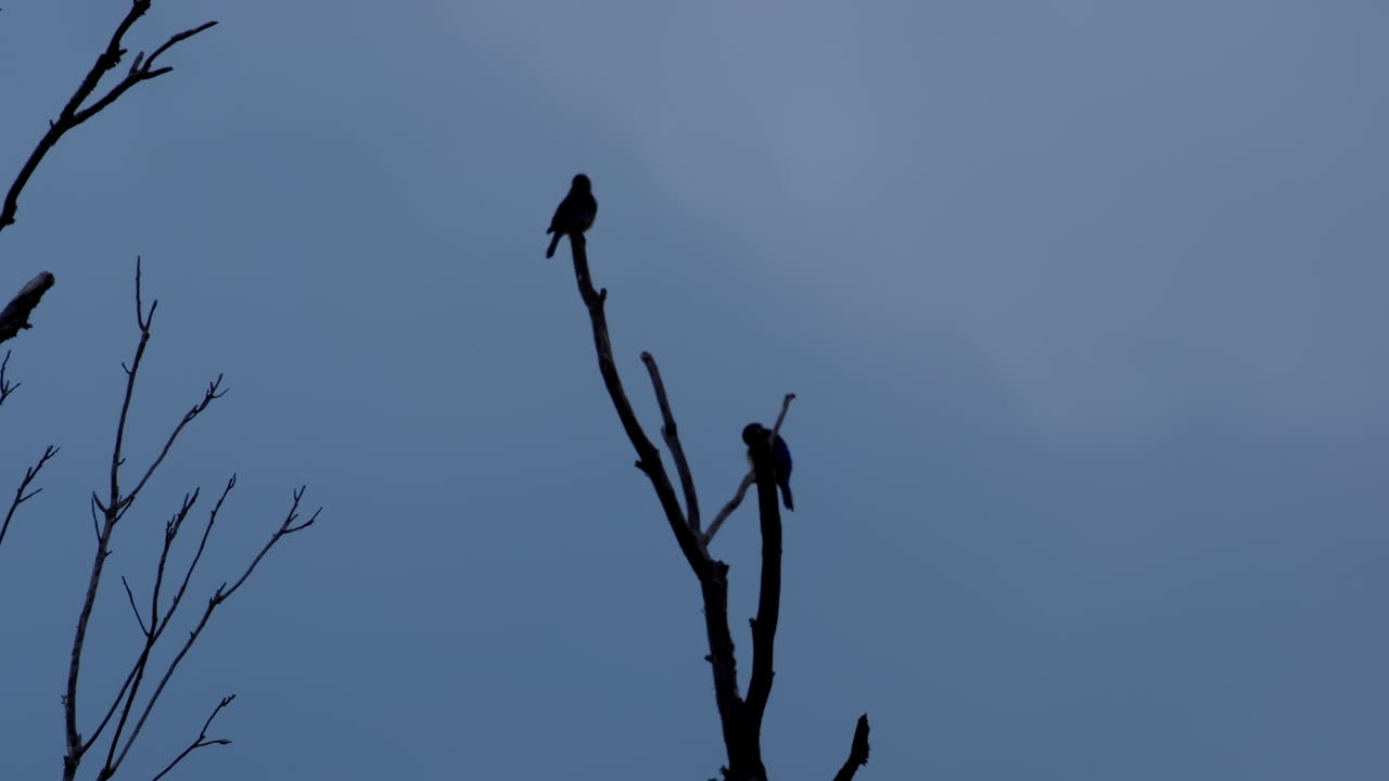 silueta de 2 pájaros pequeños en ramas sin hojas