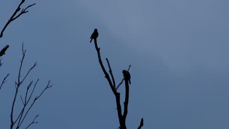 silueta de 2 pájaros pequeños en ramas sin hojas