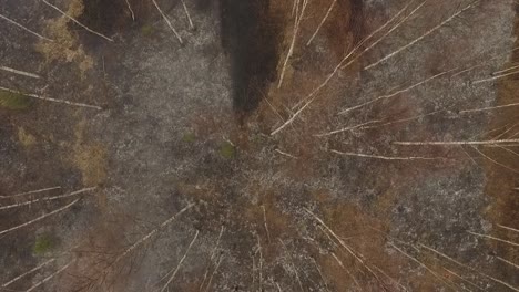 Fuego-Salvaje-De-Hierba-Seca-De-Primavera-En-El-Bosque-De-Abedules-Y-Edificio-Abandonado-Por-Los-Bomberos