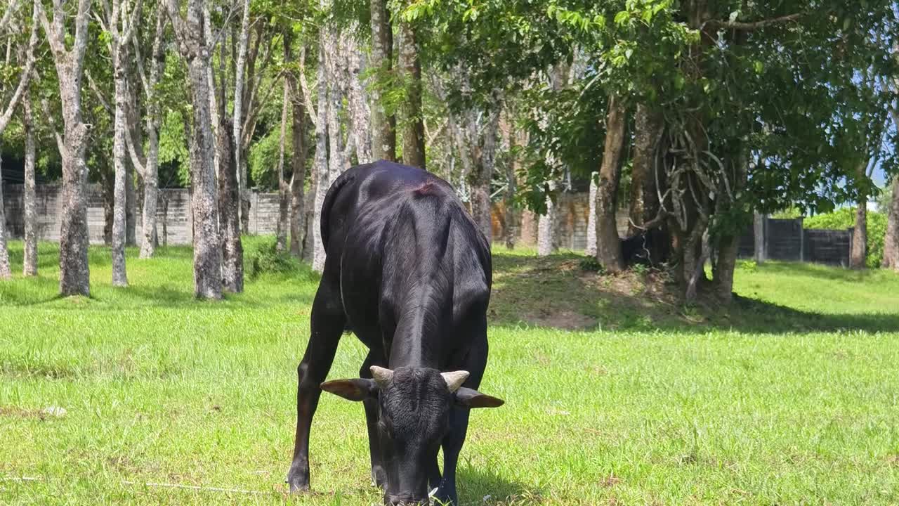 검은 소가 에서 먹이를 먹고 있다