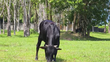 vaca negra pastando en un campo