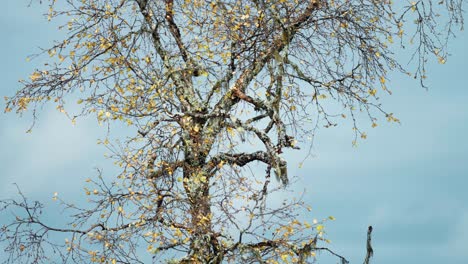 A solitary birch tree with golden leaves on the dark slender branches against the blue sky