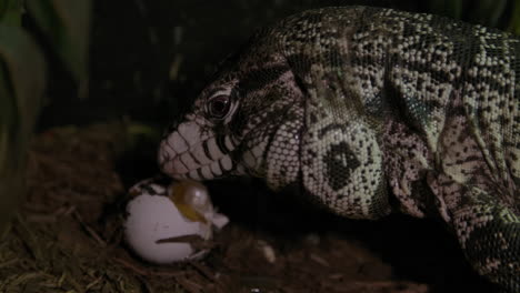 tegu lizard eating and licking a chicken egg he stole