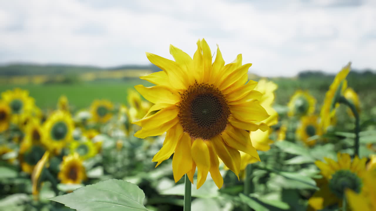 солнцеценники цветут на огромном поле под облачным небом летом.