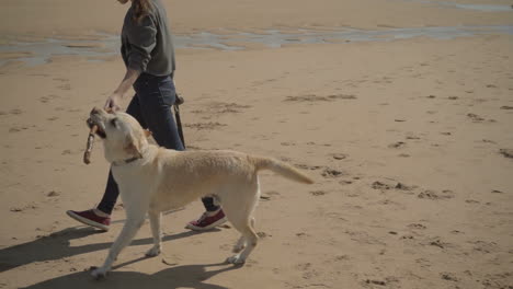 mujer joven y un perro caminando por la playa de arena con un palo.