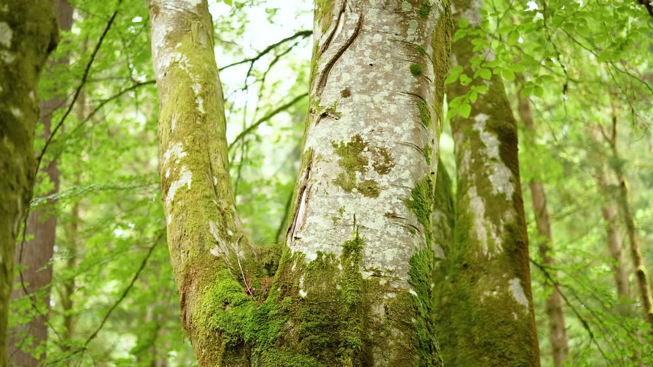 Close-up of mossy trees in lush forest