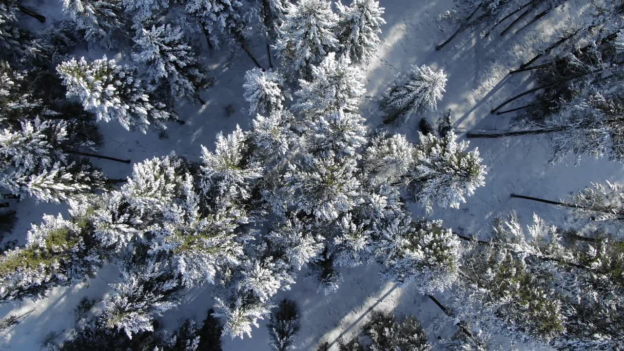 Zaśnieżone wierzchołki drzew w lesie