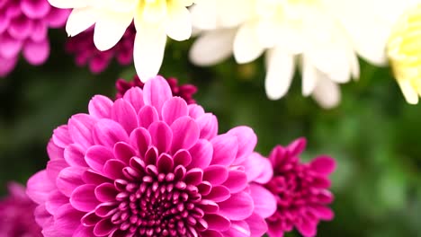 pink flowers in slow motion