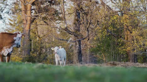 Little-Baby-Calf-running-towards