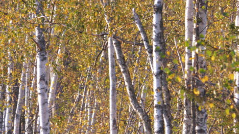 rows of birch trees in autumn season