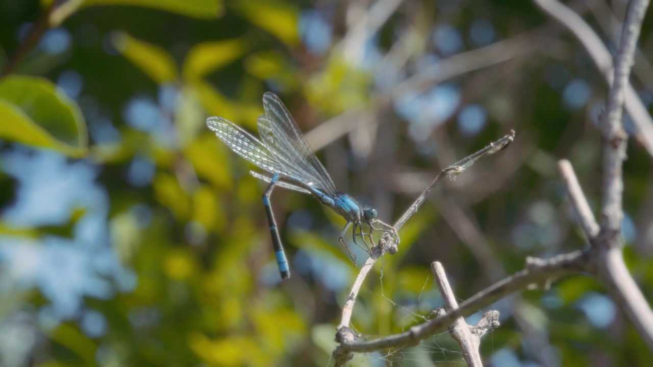 Libellula blu su un ramo d'albero
