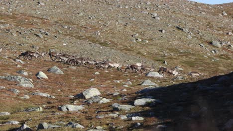 Eine-Gruppe-Wilder-Rentiere,-Die-An-Einem-Hang-In-Norwegen-Entlanglaufen