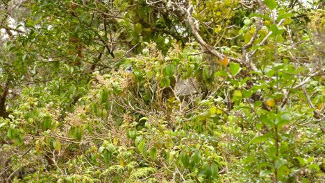 Zwei-Gelbe-Unterhosenvögel-Springen-Von-Ast-Zu-Ast-Auf-Einem-Baum-In-Costa-Rica