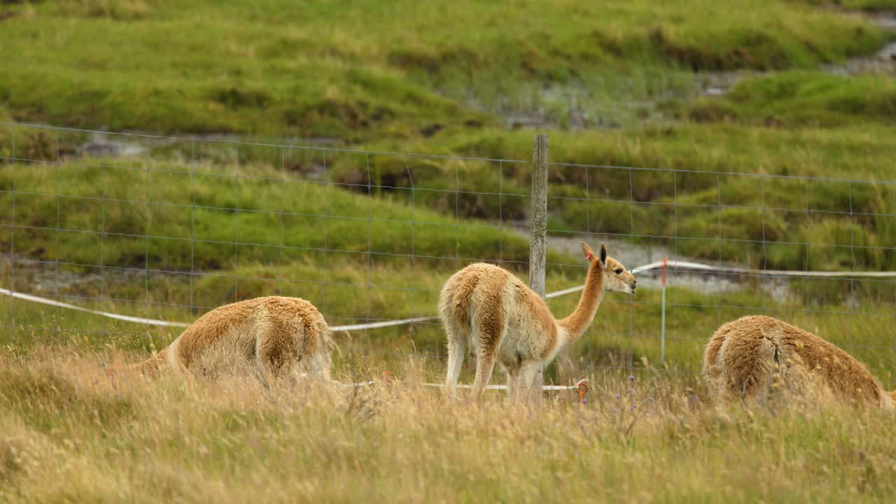 Two vicuñas graze calmly in grassy Scottish Highlands meadow, natural light, static wide shot