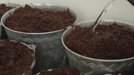 los cubos llenos de tierra están siendo regados, ya que el agua se vierte o se rocía sobre ellos para proporcionar humedad para el suelo y las plantas dentro