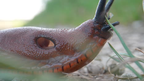 Macro-close-up-of-slimy-Red-Slug-in-Slow-motion---Chocolate-Arion-with-hole-in-body