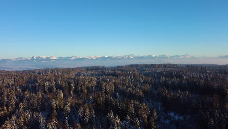 Volando-Sobre-Las-Copas-De-Los-árboles-Coníferos-Contra-El-Telón-De-Fondo-De-Las-Crestas-De-Las-Montañas-Nevadas-Durante-La-Puesta-De-Sol-En-Jorat,-Suiza