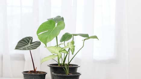 Drei-Töpfe-Mit-Wunderschönen-Zimmerpflanzen,-Die-Blätter-Im-Weißen-Raum-Schwenken