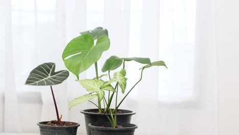 tres ollas de hermosas plantas de interior agitando hojas en la habitación blanca