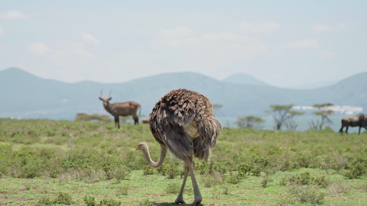 Struzzo femmina che cammina attraverso una prateria aperta con fauna selvatica africana in lontananza e un morbido sfondo montuoso vicino a un grande lago d'acqua dolce