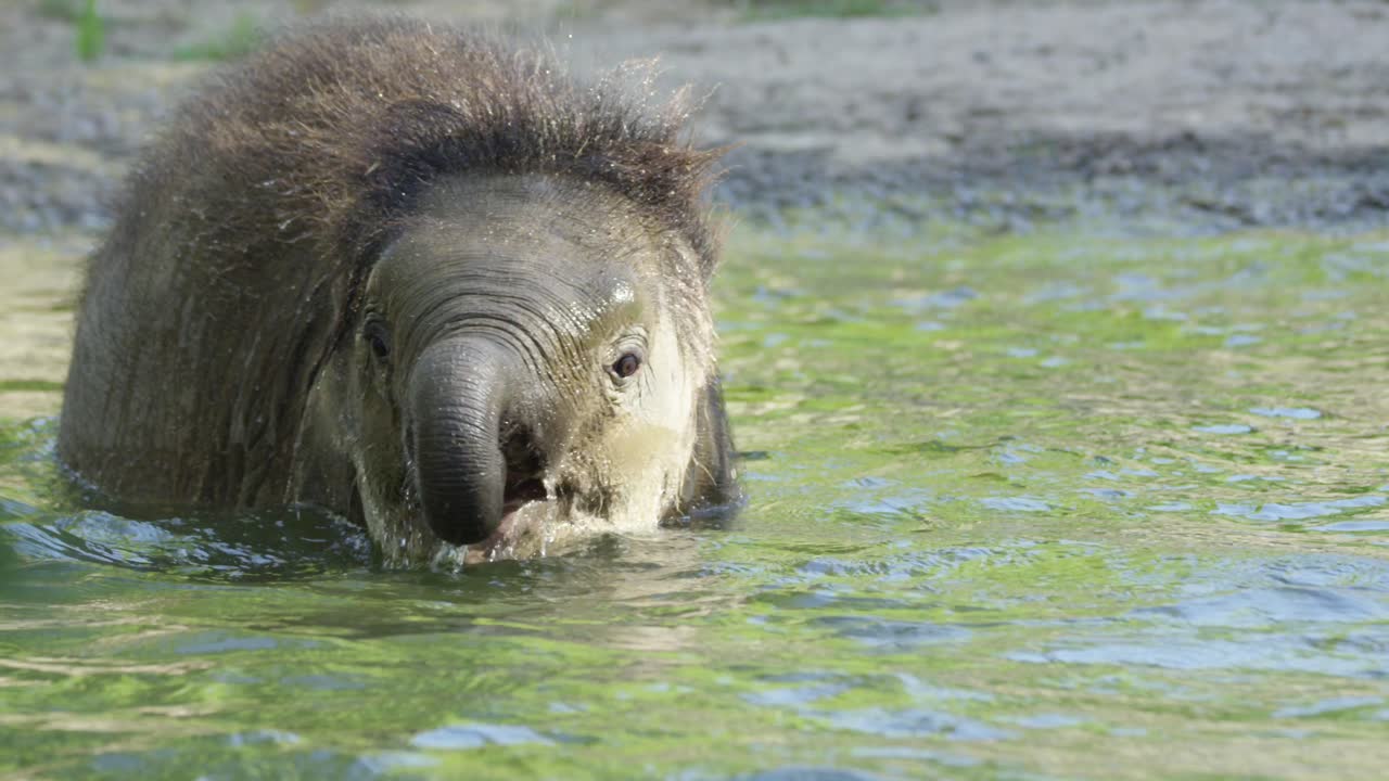 bebé elefante se baña con su madre, día cálido y soleado, vida silvestre