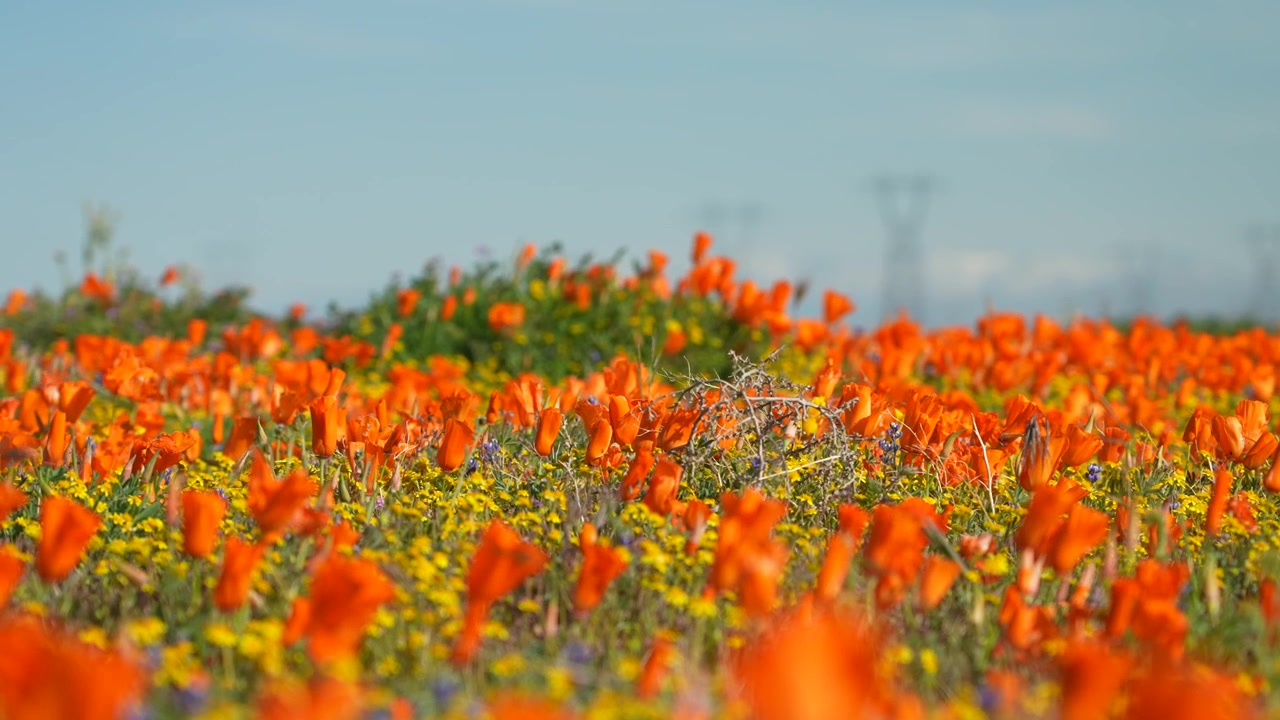 Fiori di papavero selvatici che sbocciano in primavera nel deserto