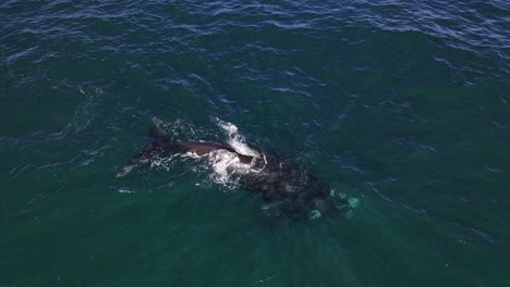 Südlicher-Glattwal,-Der-An-Der-Oberfläche-Von-Südafrika-Schwimmt