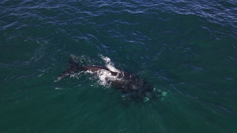 ballena franca austral nadando en la superficie sudáfrica