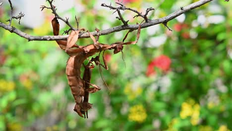 4K-Close-Up-of-Australian-Giant-Prickly-Stick-Insect-Species-Known-as-Extatosoma-Tiaratum-Hanging-from-a-Twig-at-30FPS-copulating-with-a-male-on-its-back-then-they-started-to-move