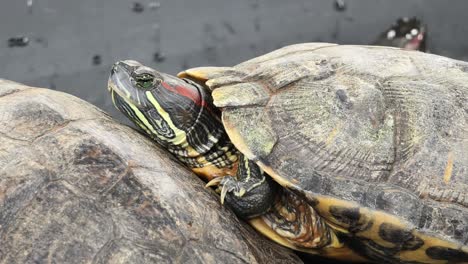 close up of a red-eared slider turtle