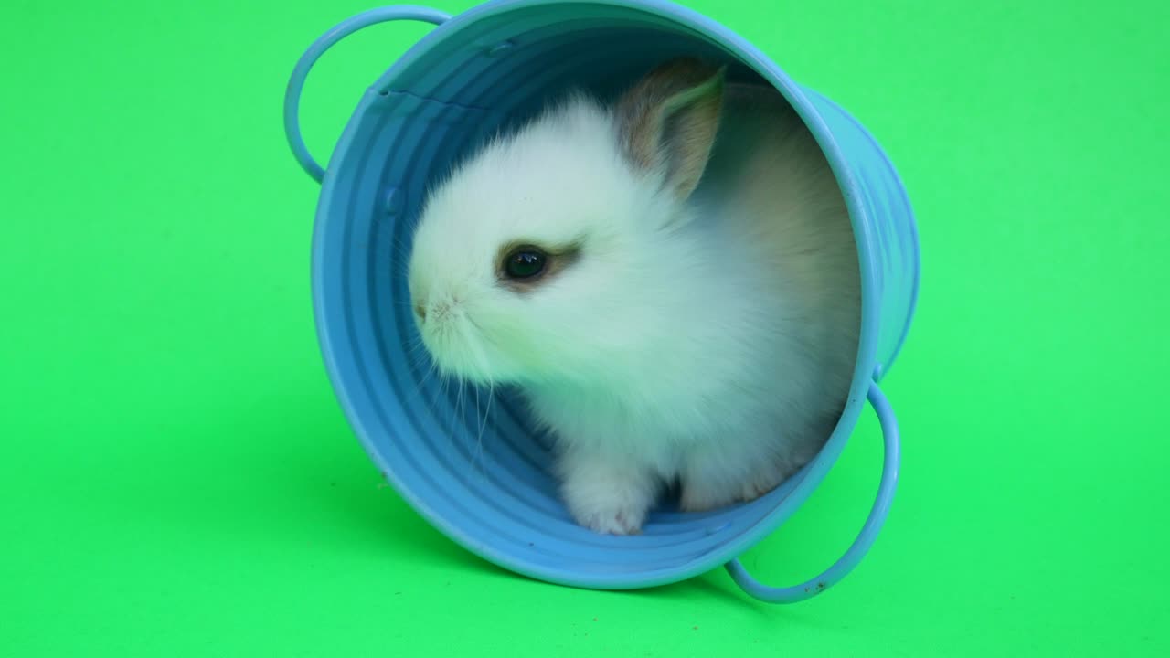 baby cute rabbit or new born adorable bunny on green screen  background.