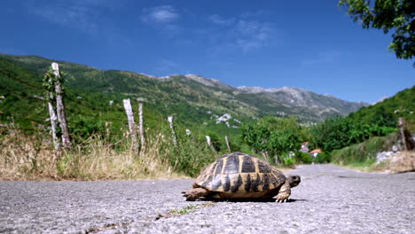 close up of a tortoise slowly crossing an asphalt road in montenegro with a wire fence next to the road and high mountains in the background