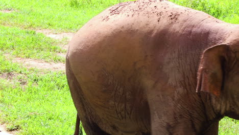 Lone-elephant-walking-down-a-path-in-slow-motion