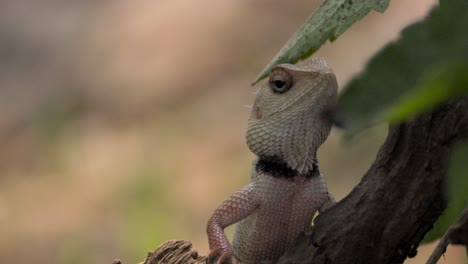 Lagarto-De-Jardín-Indio-Mirando-Vista-De-Cerca