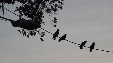 silueta grupo de palomas de pie