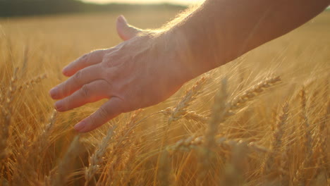 Cámara-Lenta:-La-Mano-De-Los-Agricultores-Toca-La-Espiga-De-Trigo-Al-Atardecer.-El-Agricultor-Inspecciona-Un-Campo-De-Trigo-Maduro.-Granjero-En-Un-Campo-De-Trigo-Al-Atardecer.-Concepto-De-Agricultura.-Negocio-Agrícola.