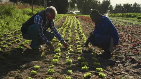 hombres que trabajan en la granja