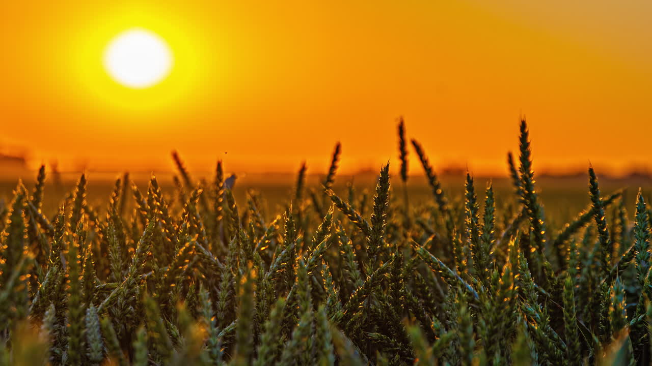 녹색 수풀 잔디 클로즈업과 해가 지는 스카이 라인 운동 배경의 시간 경과
