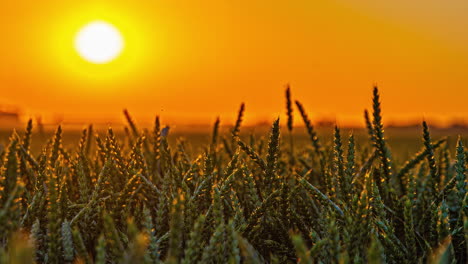 Lapso-De-Tiempo-De-Primer-Plano-De-Hierba-Verde-Suculenta-Y-Fondo-De-Movimiento-Del-Horizonte-De-Puesta-De-Sol