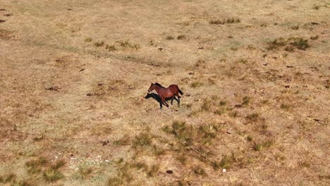 el caballo está vagando en cámara lenta cámara lenta