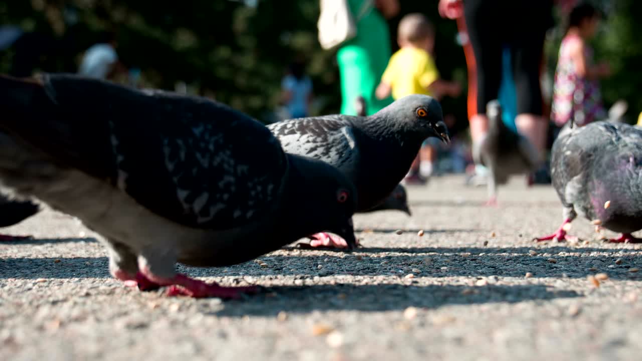 Pigeons Peck Grain on the Pavement