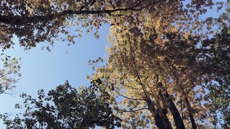 An-autumn-wind-blows-sun-lit-golden-brown-yellow-leaves-from-the-branches,-aerial-decend