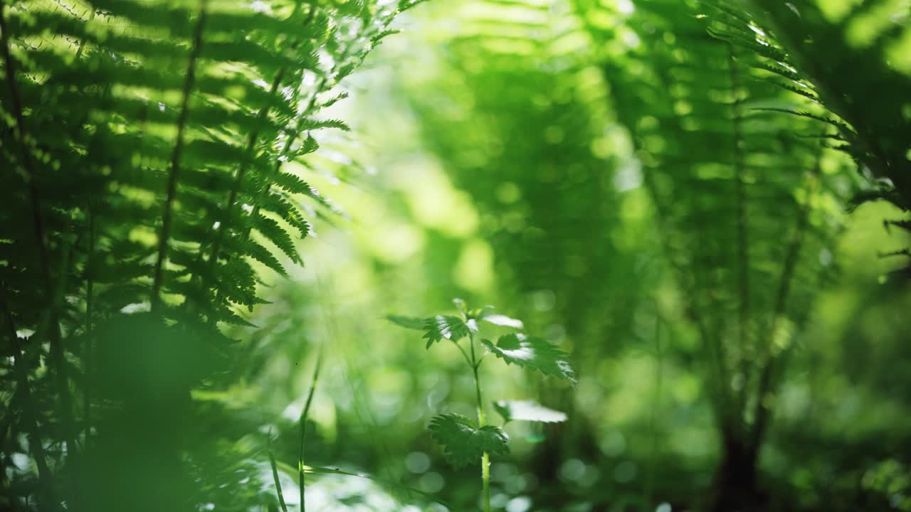 Sunlight shining on ferns in green spring forest of Copenhagen.